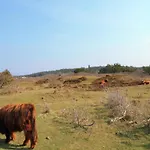 In Near Forests *