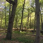 In Near Forests بيت للعطل