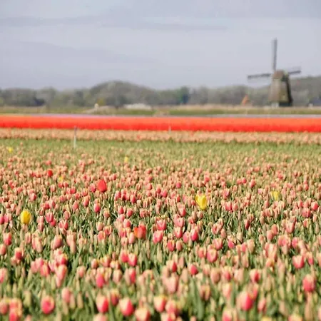 In Near Forests Tatil Evi Bergen
