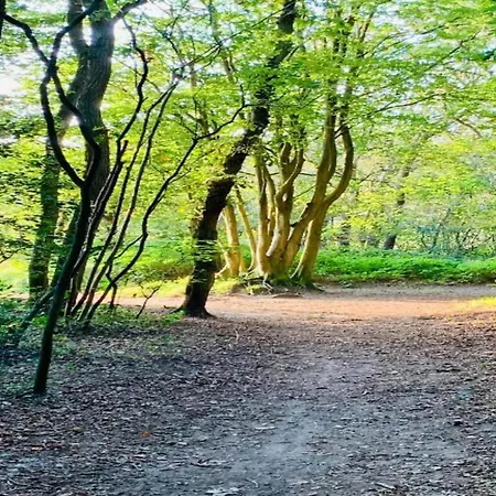 In Near Forests 펜션