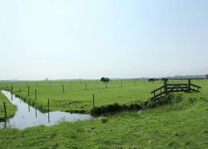 In Near Forests * Bergen