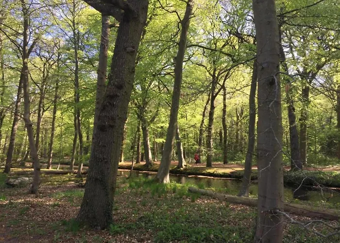 In Near Forests * 베르겐