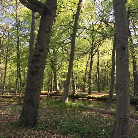In Near Forests Feriehus Bergen