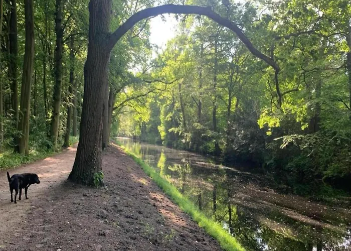 In Near Forests * Bergen